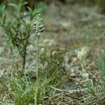 Anacamptis coriophora Tervik taim