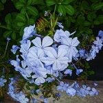 Plumbago auriculata ᱛᱟᱦᱮᱸ