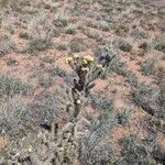 Cylindropuntia whipplei Hábito