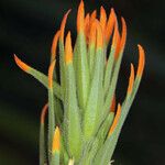 Castilleja minor Blüte