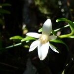 Angraecum ramosum Flower