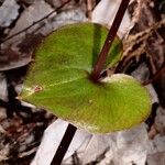 Acianthus grandiflorus Φύλλο