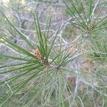 Pinus halepensisΦύλλο