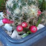 Mammillaria prolifera Folla