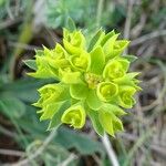 Euphorbia seguieriana Flower