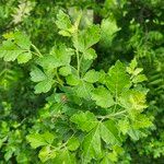 Rhus aromatica Leaf