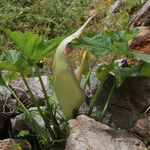 Arum concinnatum Bloem