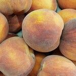 Prunus persica Fruto