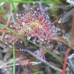 Drosera anglica पत्ता