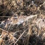 Bromus tectorum Fleur