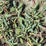 Sesuvium portulacastrum Tervik taim