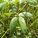 Mimosa sensitiva Leaf