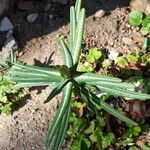 Euphorbia lathyris Листок