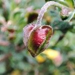 Cistus salviifolius Fruit