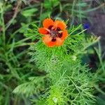 Adonis aestivalis Fleur