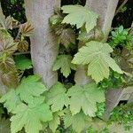 Rubus parviflorus 叶