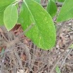 Chimonanthus nitens Hostoa