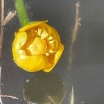 Nuphar lutea Květ