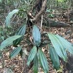 Coelogyne pallidaBlad