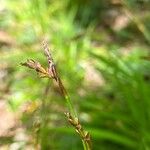 Carex digitata 花