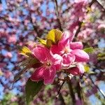 Malus × floribundaÇiçek