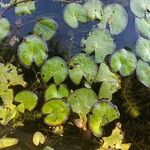 Nymphoides cristata Hoja