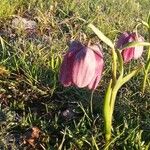 Fritillaria tubaeformis Õis