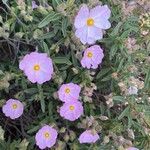 Cistus parviflorus Květ