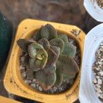 Echeveria angustifolia Leaf
