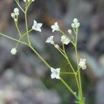Galium scabrum Λουλούδι