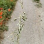 Avena sativa Fruit