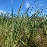 Typha orientalis Habit