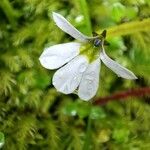 Lobelia angulata Kwiat