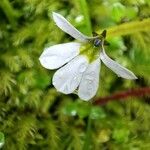 Lobelia angulata Квітка