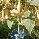 Brugmansia versicolor Floare