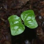 Vochysia ferruginea Leaf