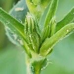 Silene apetala Fula