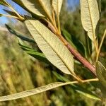 Ozoroa paniculosa Blatt