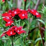 Dianthus barbatus Συνήθη χαρακτηριστικά