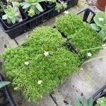 Saxifraga hypnoides List