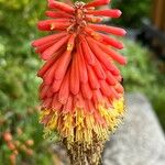 Kniphofia uvariaBlomst