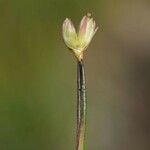 Juncus stygius Çiçek