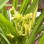 Eleusine coracana Floro
