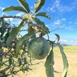 Solanum lycocarpum Fruchs