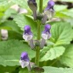 Scutellaria altissima Λουλούδι