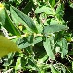 Hypericum richeri Fulla