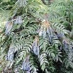 Berberis × hortensis Costuma