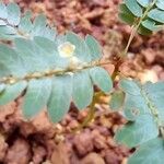 Phyllanthus niruri 花