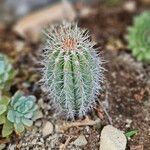 Pachycereus pringlei Yaprak