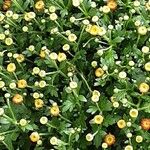 Chrysanthemum indicum 其他